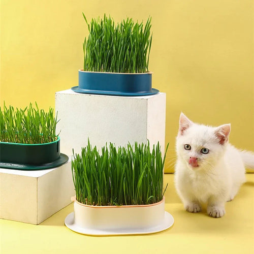 Soilless CatGrass Cup