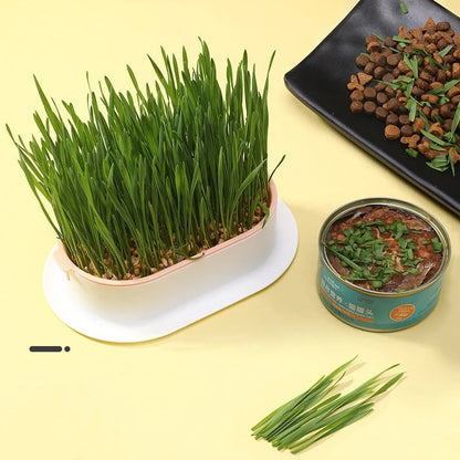 Soilless CatGrass Cup